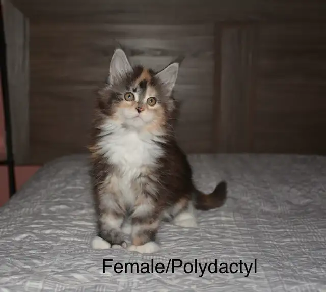 Beautiful purebred Maine Coon kittens - Photo 5