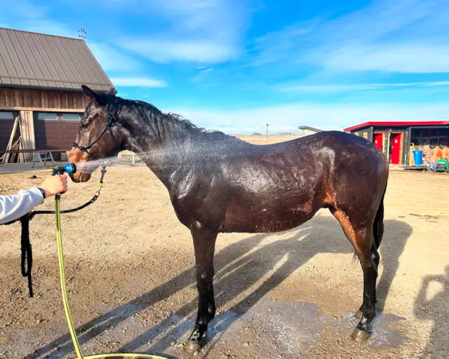 Sweet Thoroughbred Gelding - Photo 2