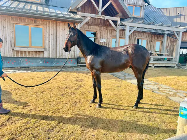 Sweet Thoroughbred Gelding - Photo 3