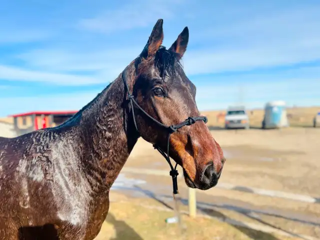 Sweet Thoroughbred Gelding - Photo 5