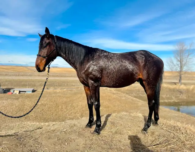 Sweet Thoroughbred Gelding - Photo 6