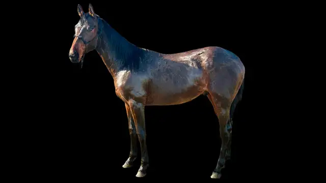 Sweet Thoroughbred Gelding - Photo 9