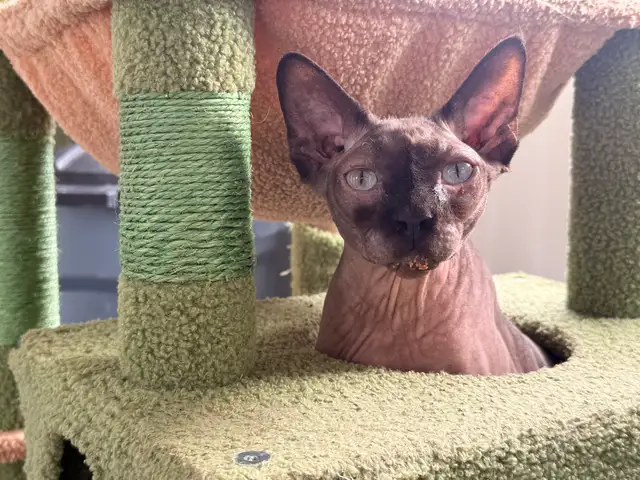 Larry – 5-Year-Old Sphynx Cat (Male, Fixed)  No-Charge Rehome