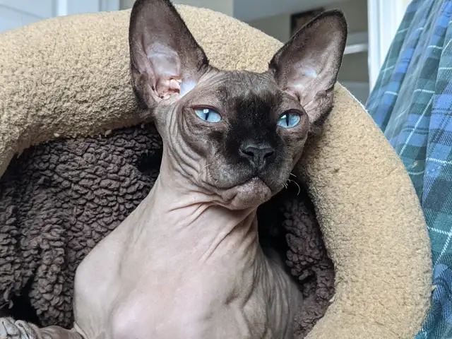 Larry – 5-Year-Old Sphynx Cat (Male, Fixed)  No-Charge Rehome - Photo 2