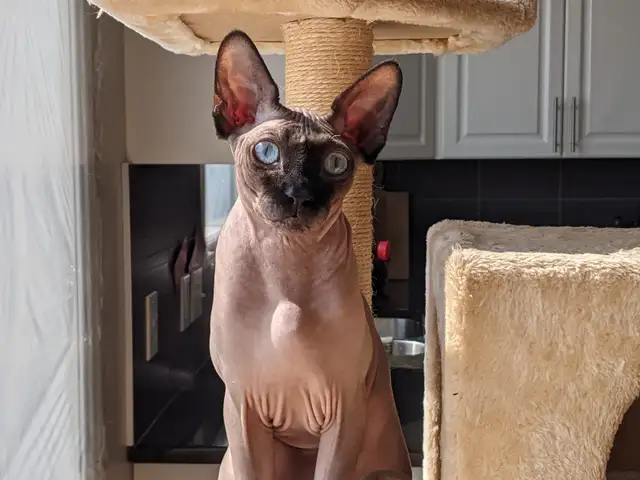 Larry – 5-Year-Old Sphynx Cat (Male, Fixed)  No-Charge Rehome - Photo 3