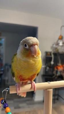 conure ananas