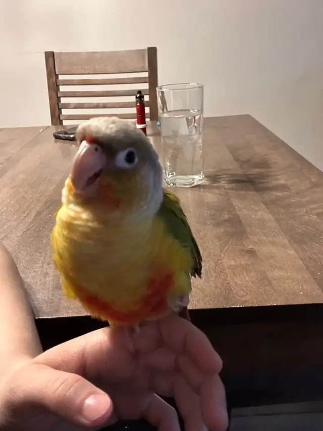 conure ananas - Photo 2