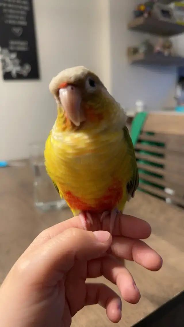 conure ananas - Photo 3