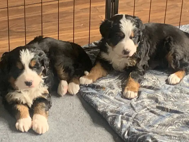 Bernese Mountain Dog Puppies