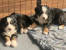 Bernese Mountain Dog Puppies
