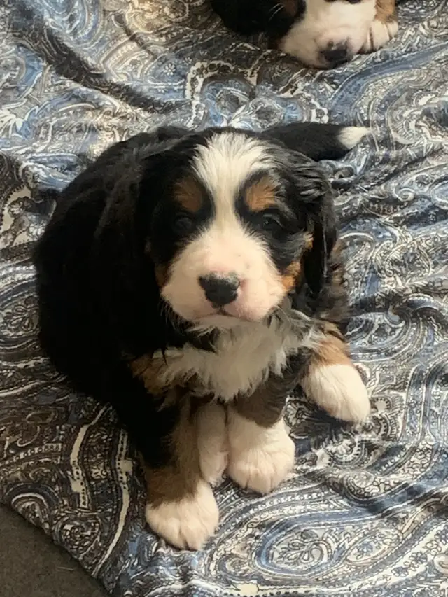 Bernese Mountain Dog Puppies - Photo 3