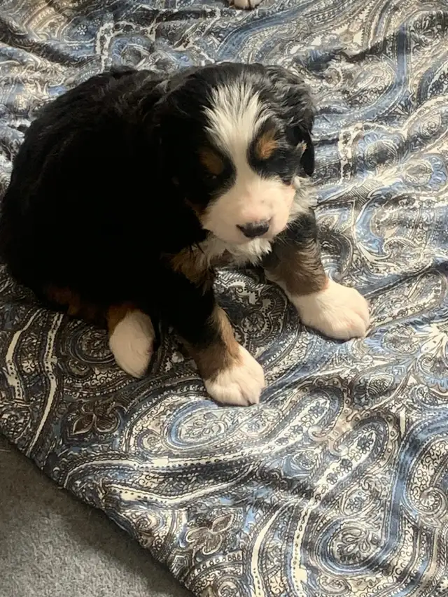 Bernese Mountain Dog Puppies - Photo 4