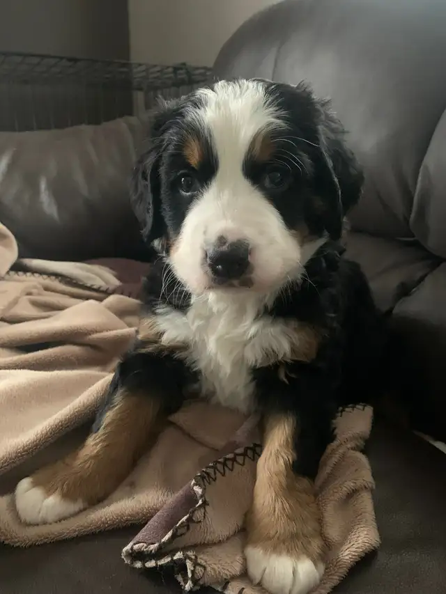 Bernese Mountain Dog Puppies - Photo 6