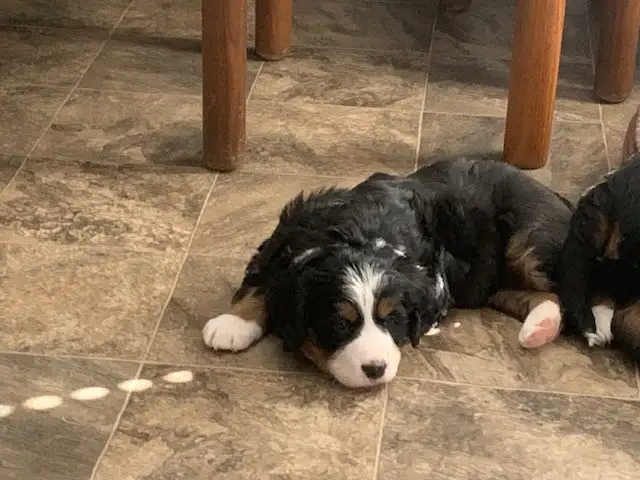 Bernese Mountain Dog Puppies - Photo 7