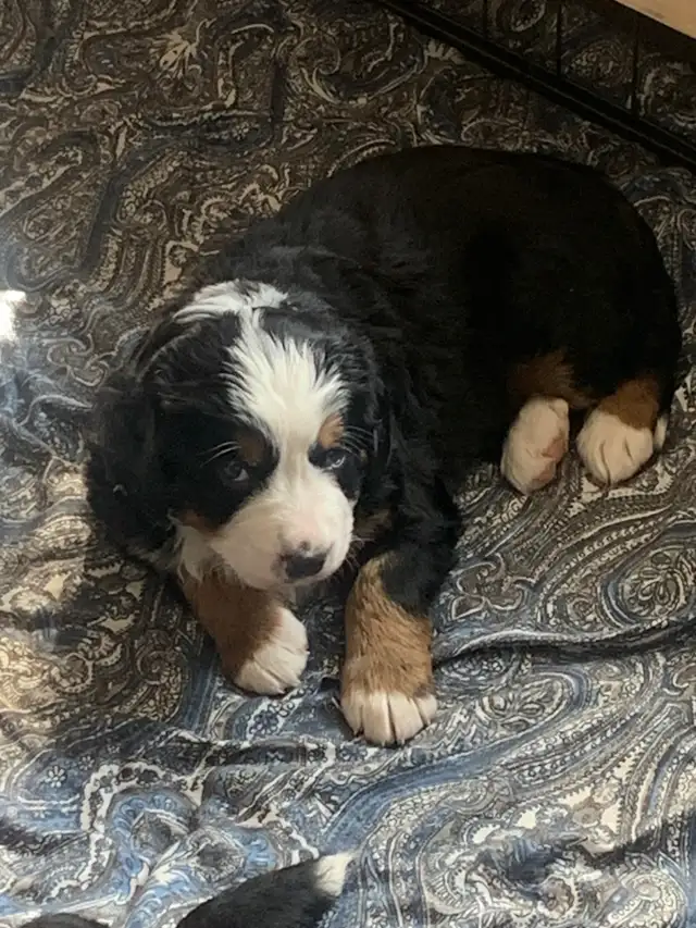 Bernese Mountain Dog Puppies - Photo 8