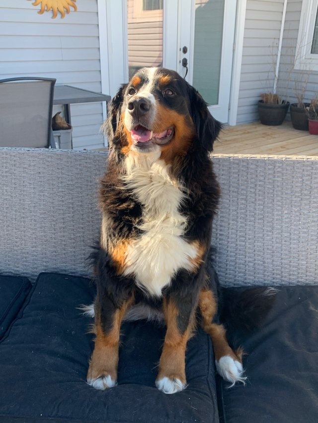 Bernese Mountain Dog Puppies - Photo 9