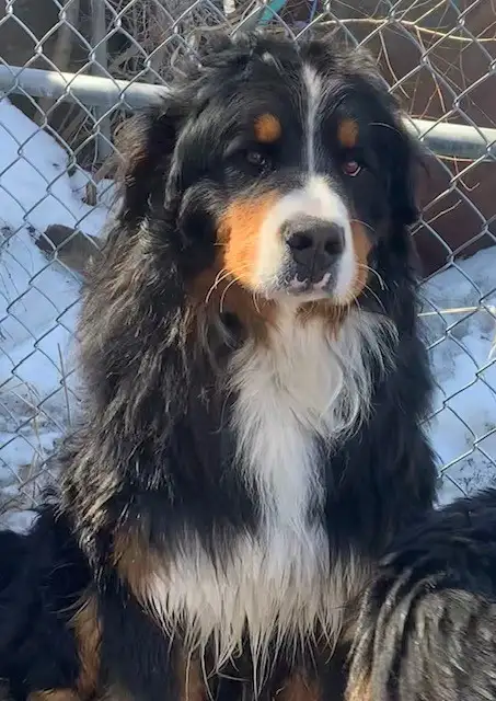 Bernese Mountain Dog Puppies - Photo 10