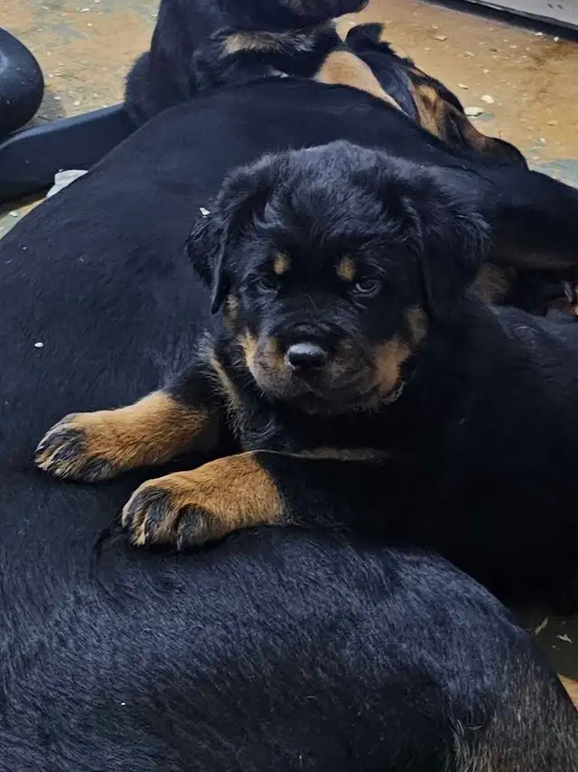 Chiots Rottweiler ( naissance avril 2026)