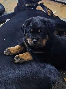 Chiots Rottweiler ( naissance avril 2026)