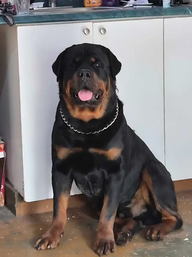 Chiots Rottweiler ( naissance avril 2026) - Photo 2