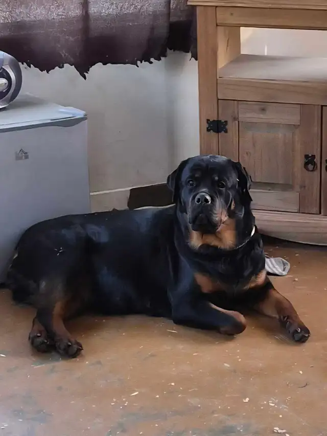 Chiots Rottweiler ( naissance avril 2026) - Photo 3