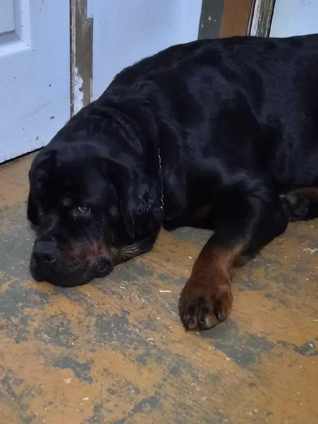 Chiots Rottweiler ( naissance avril 2026) - Photo 4