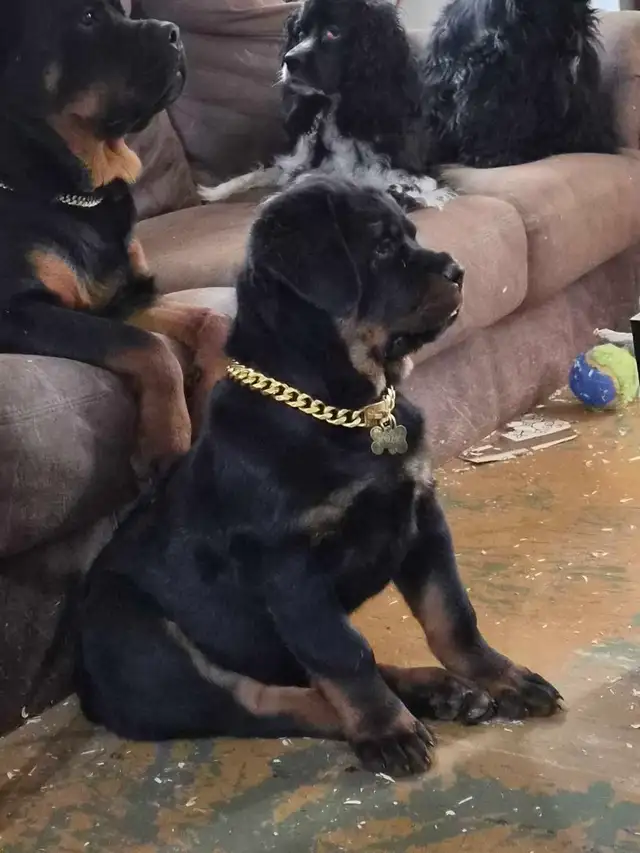 Chiots Rottweiler ( naissance avril 2026) - Photo 5