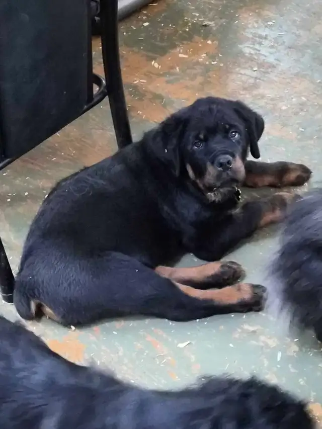 Chiots Rottweiler ( naissance avril 2026) - Photo 6