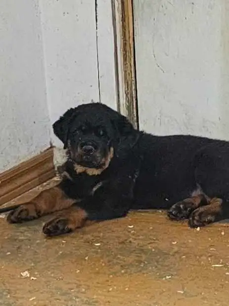 Chiots Rottweiler ( naissance avril 2026) - Photo 7