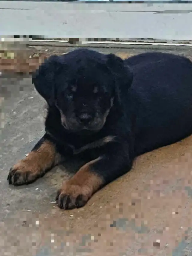 Chiots Rottweiler ( naissance avril 2026) - Photo 8