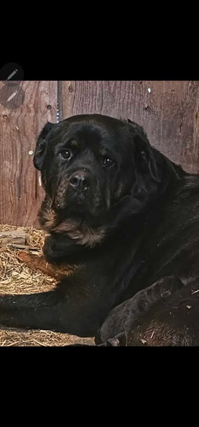 Chiots Rottweiler ( naissance avril 2026) - Photo 10