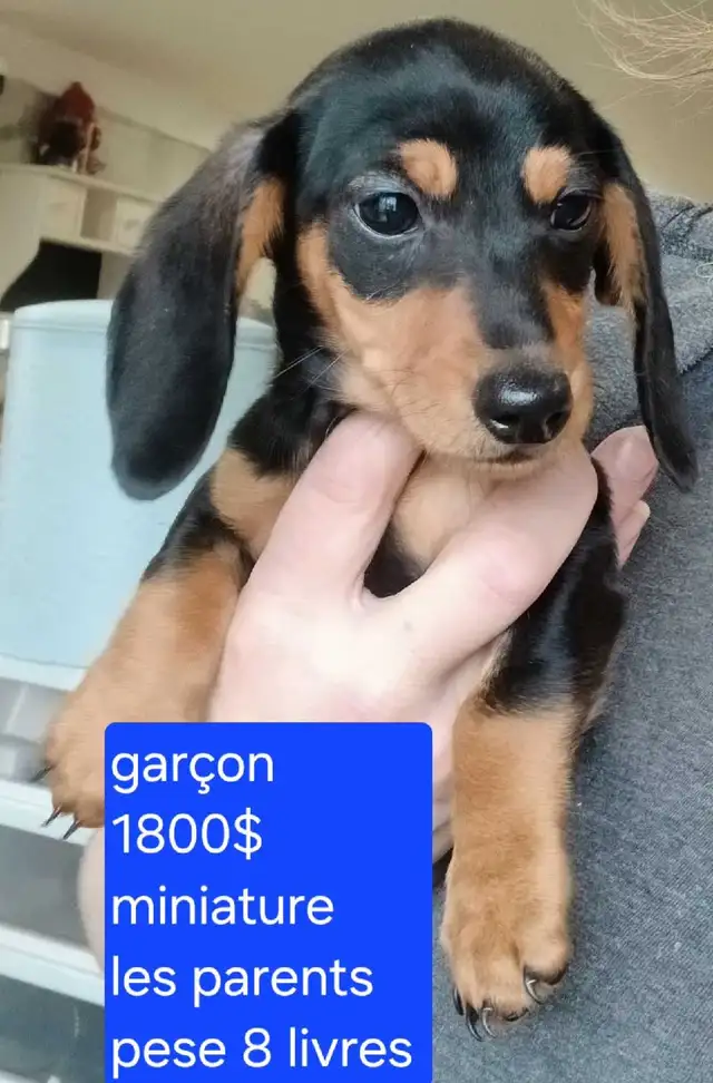 teckel miniature - Photo 2