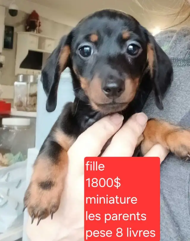 teckel miniature - Photo 3