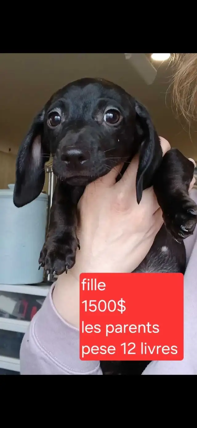 teckel miniature - Photo 4