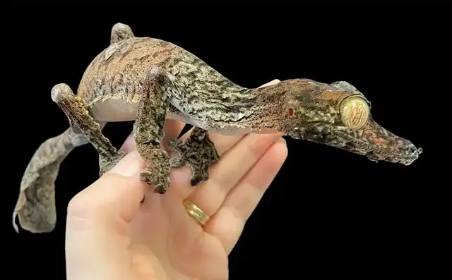 Looking for a Giant leaf tailed gecko