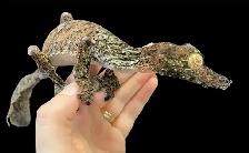 Looking for a Giant leaf tailed gecko
