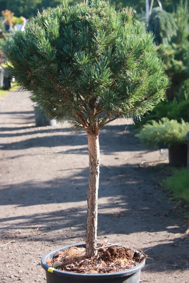 Cedars Boxwoods Yews Japanese Maple Trees - Photo 7