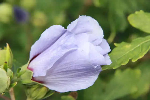 Plants !  Plants !  Plants ! - Photo 5