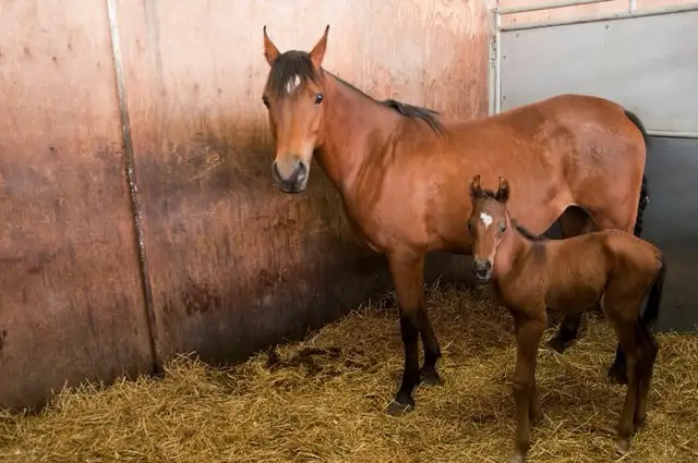 Horse farm 10 min south of Calgary hiring full-time experien