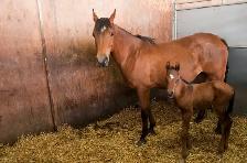 Horse farm 10 min south of Calgary hiring full-time experien