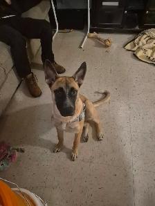 Desperately Seeking a Puppy Walker