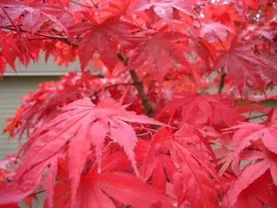 Cedars Yews Boxwoods Japanese Maple Plants - Photo 3