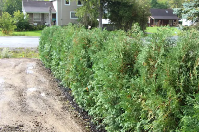Cedars Yews Boxwoods Japanese Maple Plants - Photo 4