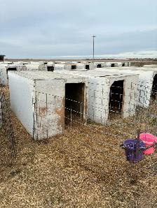 Calf Hutches