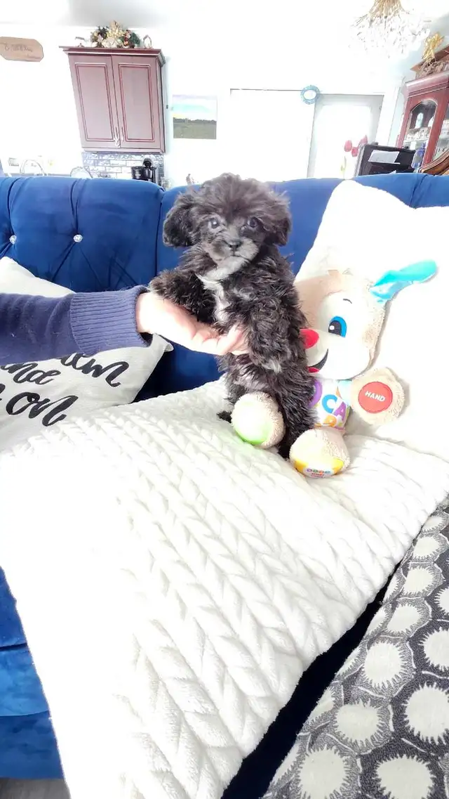 Tiny Shih-Poodle Pup! Hypo allergenic