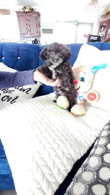 Tiny Shih-Poodle Pup! Hypo allergenic