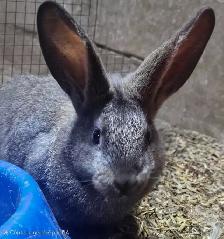 Lapins géants des Flandres