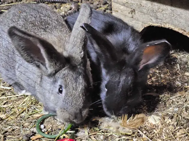 Lapins géants des Flandres - Photo 2