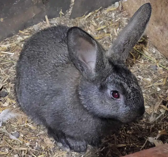 Lapins géants des Flandres - Photo 3