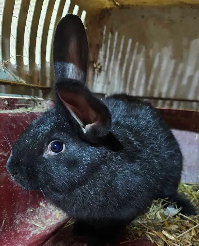 Lapins géants des Flandres - Photo 4